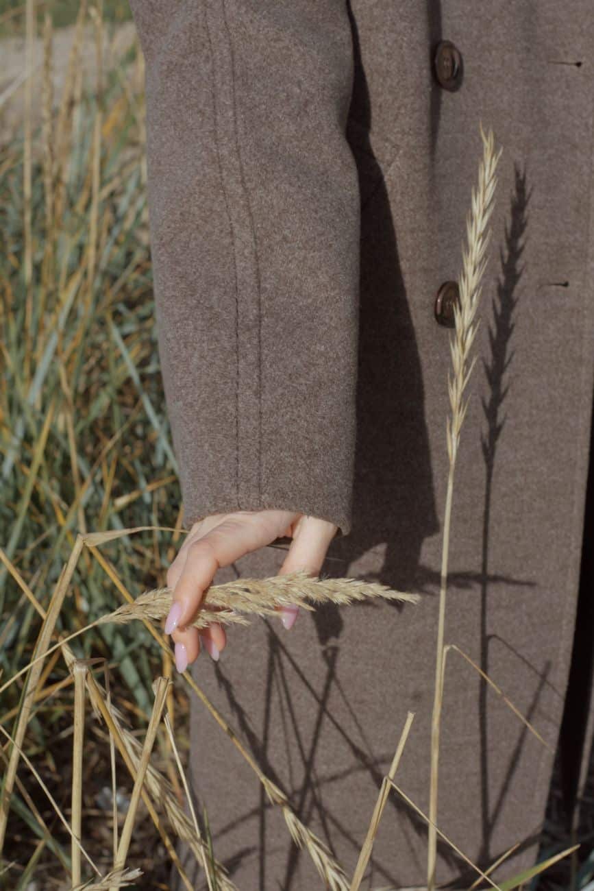 human hand holding ears of corns